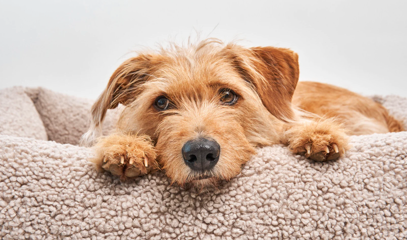Ergonomía de tu guardián ¿qué debe tener en cuenta antes de comprar una cama para tu mascota?