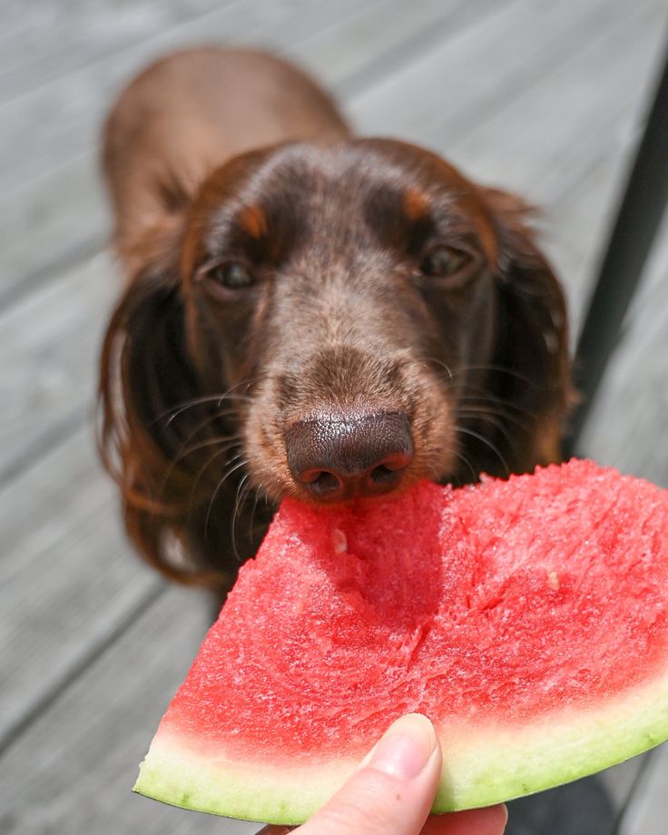 ¿Qué comida humana puedes y no puedes darle a tu perro?